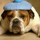 Image for article titled In The Age Of Dog Antidepressants, Why Refuse Miracle Migraine Meds?